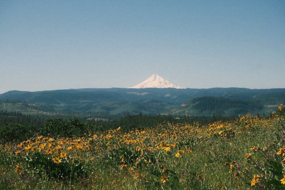 Snow-capped mountain peak visible over a field of yellow wildflowers (Photo by akhil s on Unsplash)